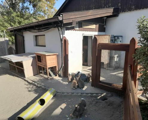 Rex-állatotthon_2025 (1)