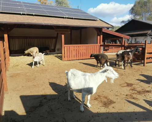 Rex-állatotthon_2025 (11)