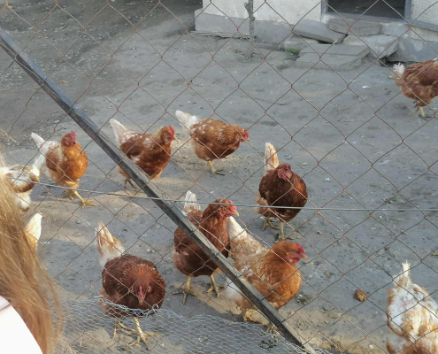 Rex-állatotthon_2025 (12)