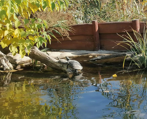 Rex-állatotthon_2025 (13)