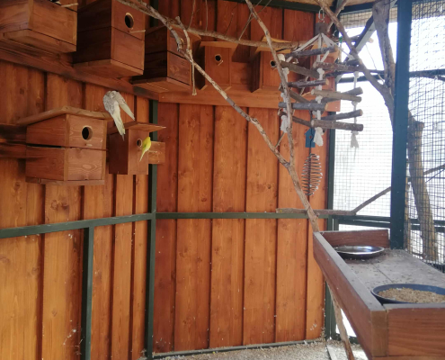 Rex-állatotthon_2025 (2)