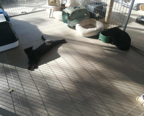 Rex-állatotthon_2025 (5)