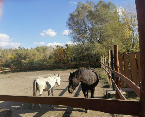 Rex-állatotthon_2025 (8)