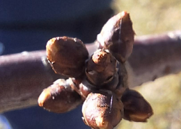 Faültetés_2026 (3)